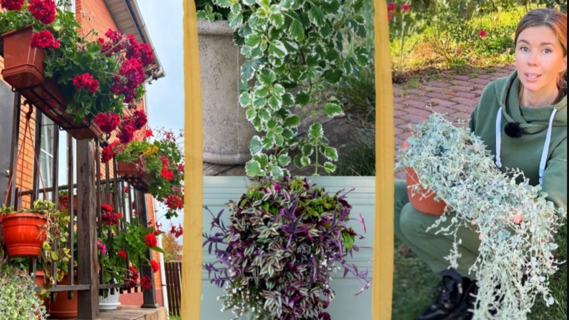 ТОП неприхотливых, быстрорастущих и красивых растений для кашпо смотреть онлайн