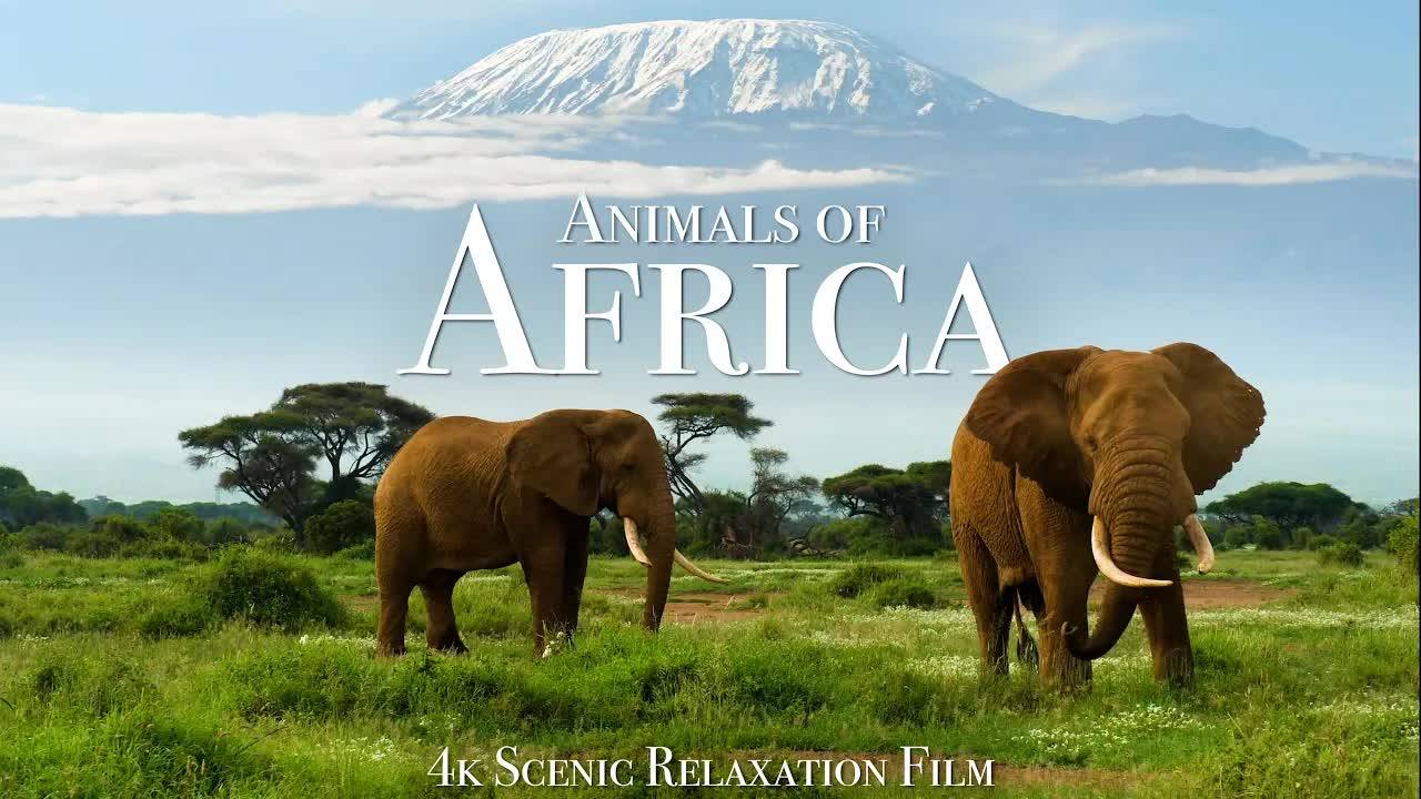 Animals of Africa 4K - Scenic Relaxation Film With Calming Music смотреть онлайн
