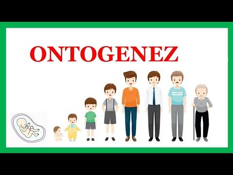 ONTOGENEZ HAQIDA TUSHUNCHA || ОНТОГЕНЕЗ смотреть онлайн