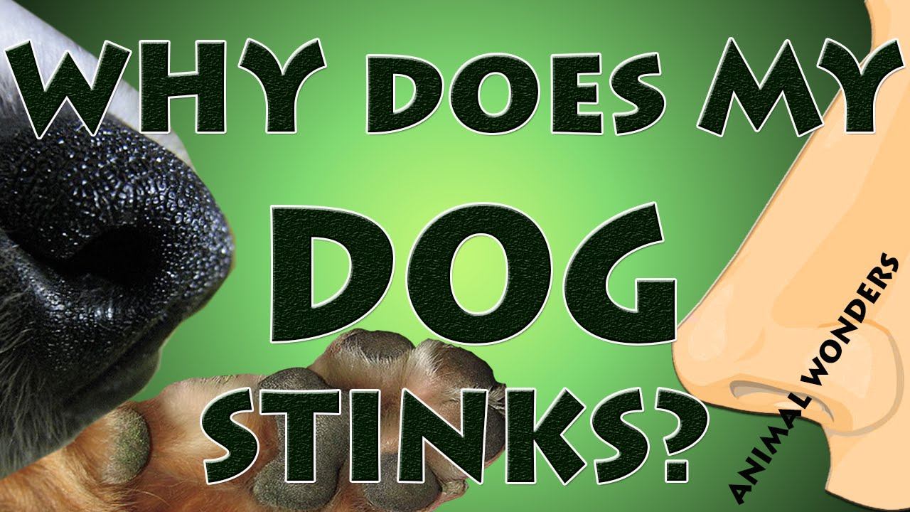Do Dogs sweat? смотреть онлайн