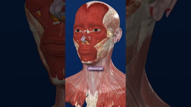 Мышцы лица, чем они уникальны? смотреть онлайн