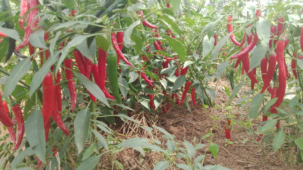 Growing and harvesting Cayenne Pepper at home. смотреть онлайн