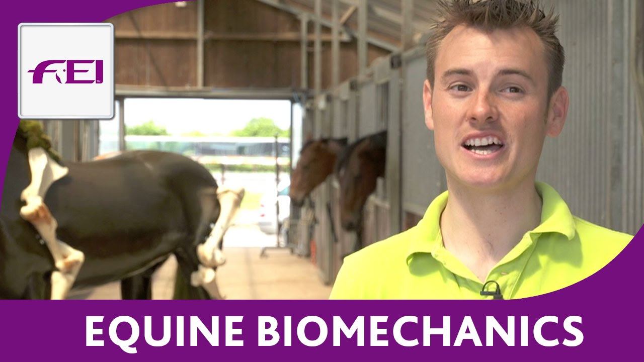 Equine Biomechanics - FEI Equestrian Snapshots смотреть онлайн