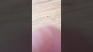 Обзор на DVD диска возвращение блудного попугая