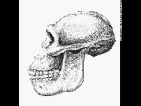 CRANIO EVOLUÇÃO DO HOMEM-PERSONAL –WHATsApp-BIO-ARTHUR SIMÕES JUNIOR...O54-996169814 смотреть онлайн