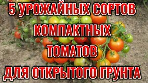 5 урожайных сортов компактных томатов для открытого грунта на 2025 год