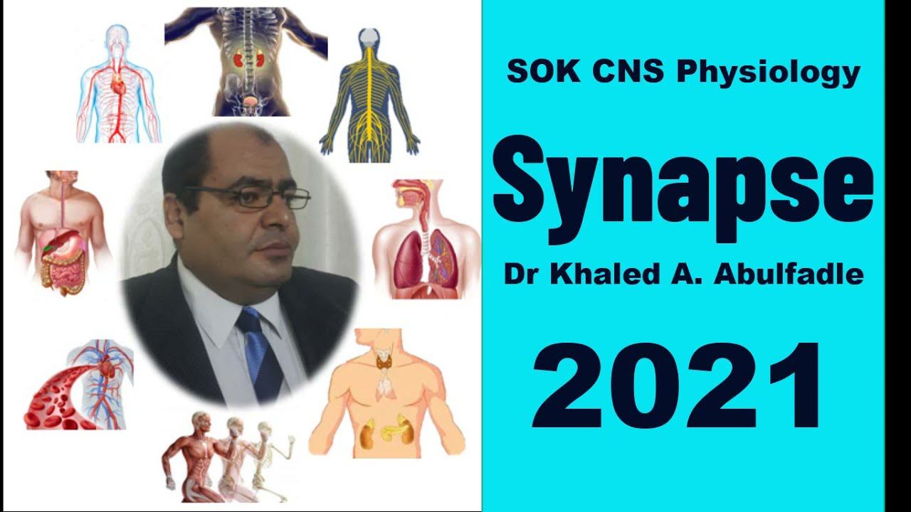 Physiology of Synapse (5-2021) by Dr Khaled A Abulfadle смотреть онлайн