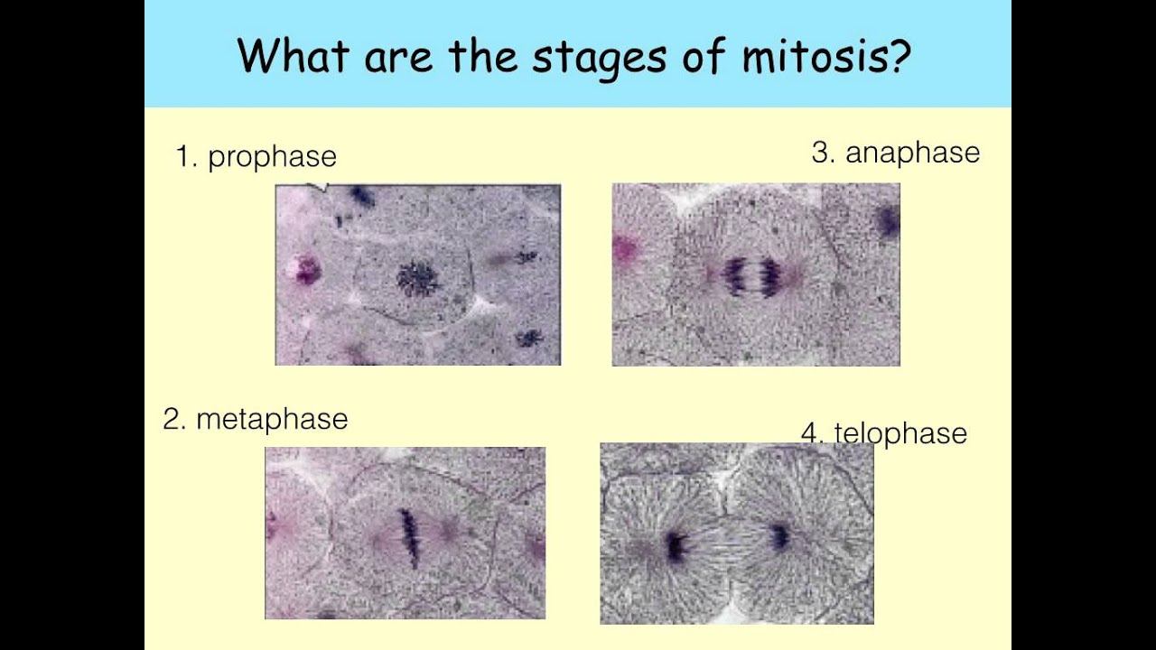 AS level. E.2. Mitosis. Ms Cooper смотреть онлайн