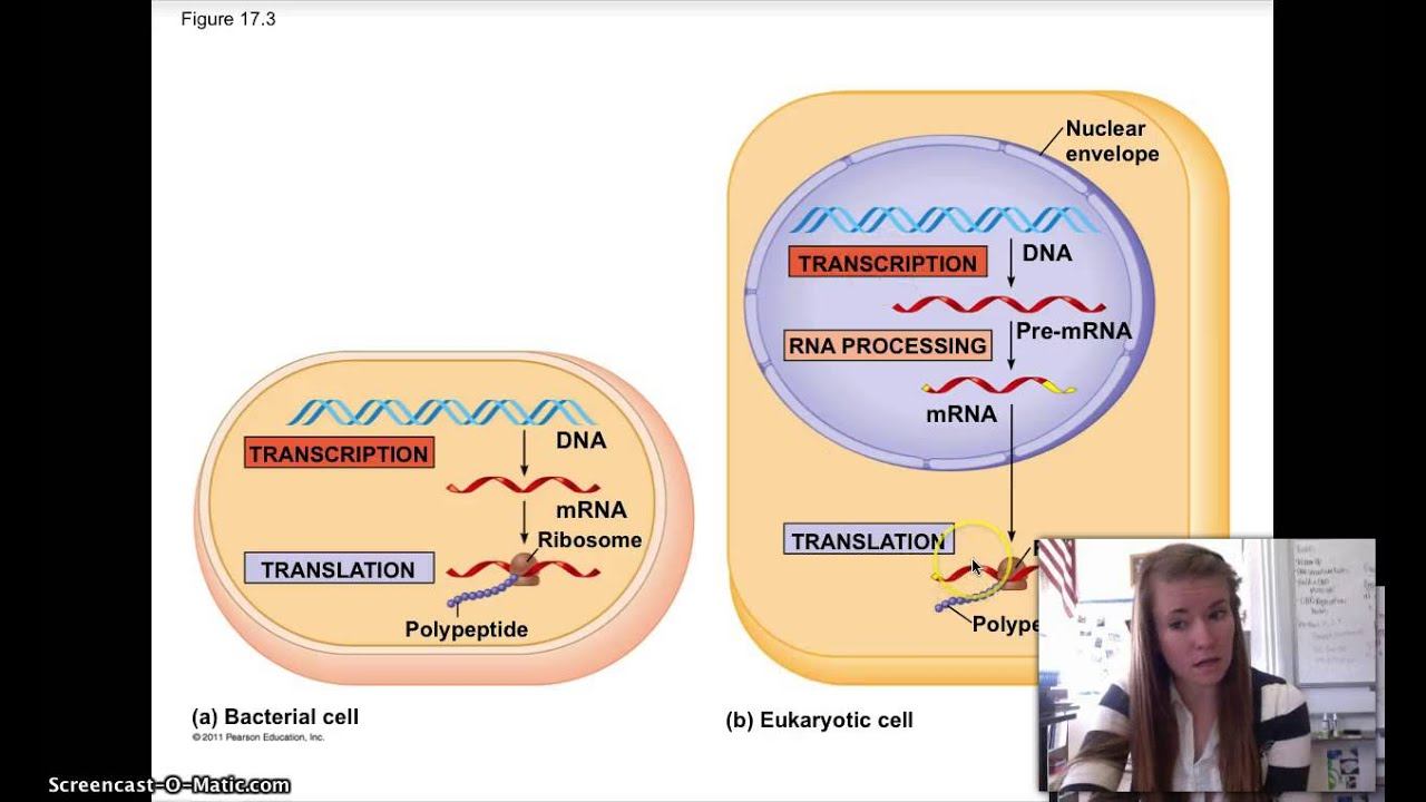17.1 Gene to Protein смотреть онлайн