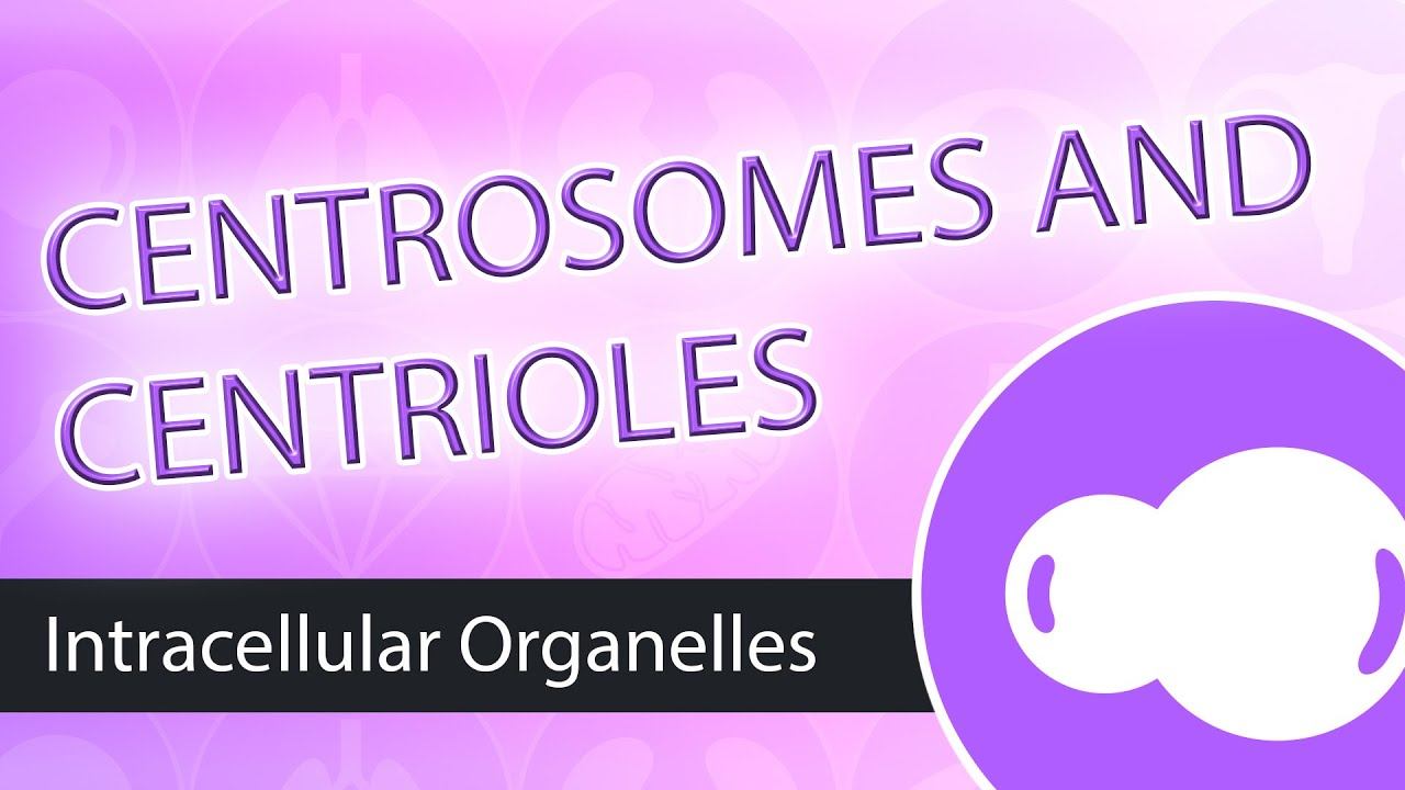 Intracellular Organelles- The Centrosome смотреть онлайн
