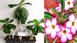 Пересадка Адениума - основные правила