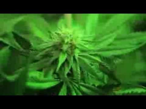 Kush 101 маривана ))))) смотреть онлайн