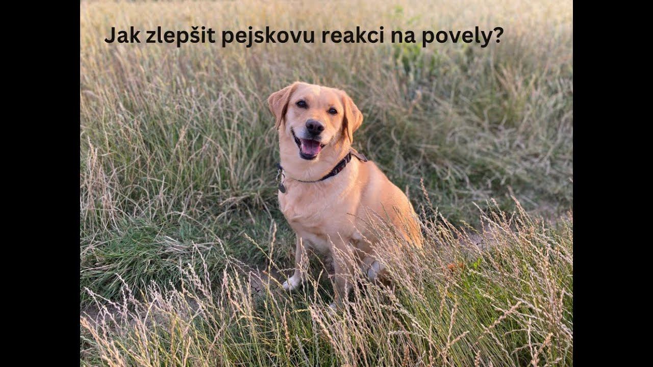 Jak zlepšit pejskovu reakci na povely? смотреть онлайн