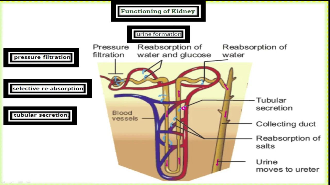 Lecture,3 ch 11,10th class the urinary system of humans and function of kidney by Miss Samiya смотреть онлайн
