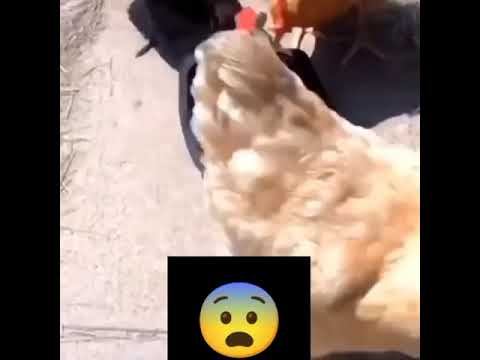 Каннибализм процветает среди куриц смотреть онлайн