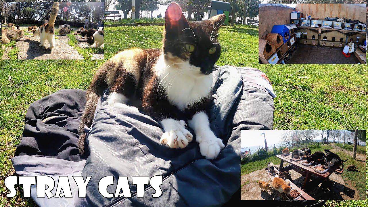 Feeding stray cats in Istanbul for a day enriches your soul. смотреть онлайн