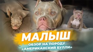 Американский Булли - МАЛЫШ. Обзор на породу. Характер и темперамент. Плюсы и минусы.