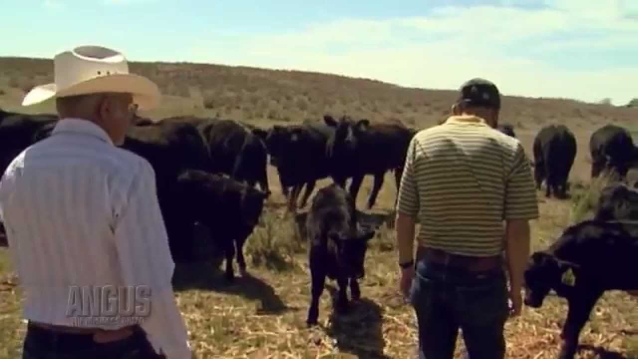 The Angus Report, Aug. 25, 2014: Top News смотреть онлайн