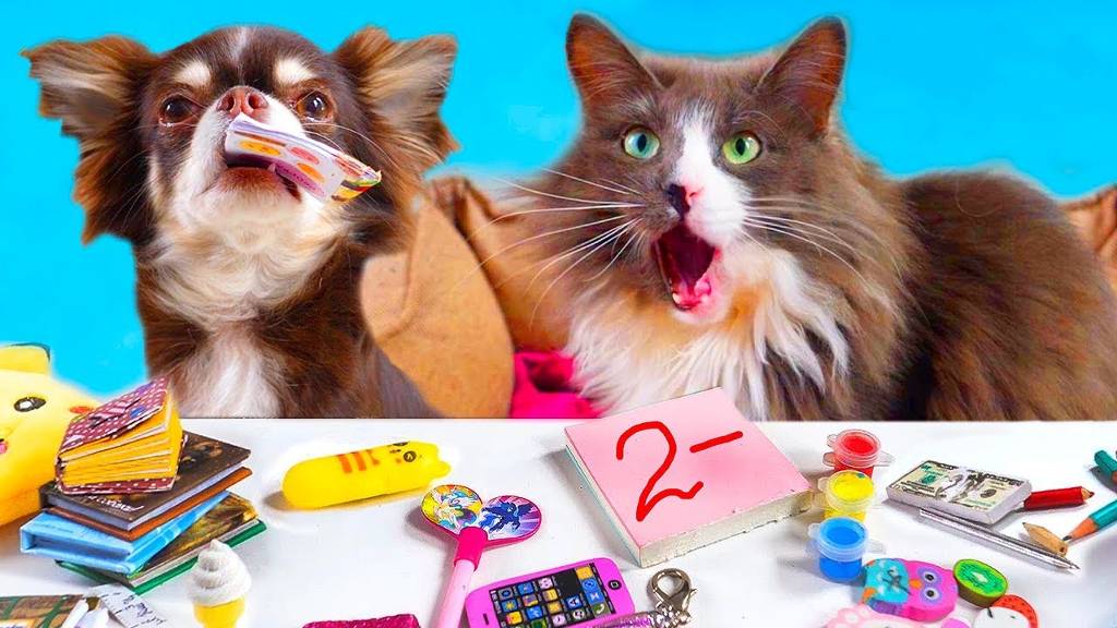 ШКОЛА ЩЕНКОВ И КОТЯТ! ВОЛШЕБНЫЕ ПИТОМЦЫ УЧИТЕЛЯ И УЧЕНИКИ - ТАЙНАЯ ЖИЗНЬ ДОМАШНИХ ЖИВОТНЫХ В ШКОЛЕ смотреть онлайн