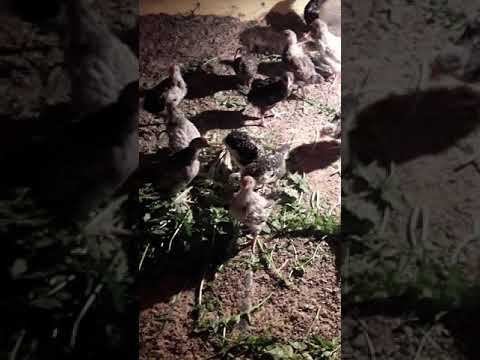 Бройлеры 22 дня и пеструшки, сравнение смотреть онлайн