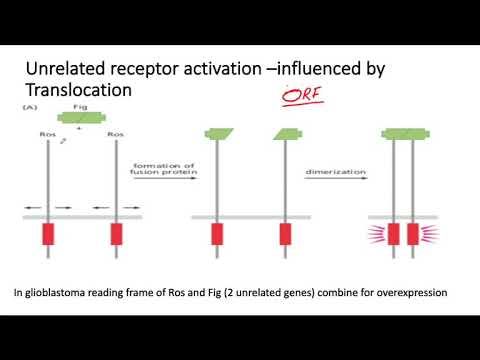 Lec 15: The Biology of Cancer Growth Factor Receptor смотреть онлайн