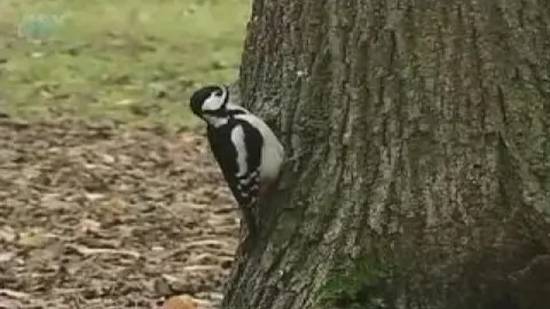 Птицы осенью смотреть онлайн