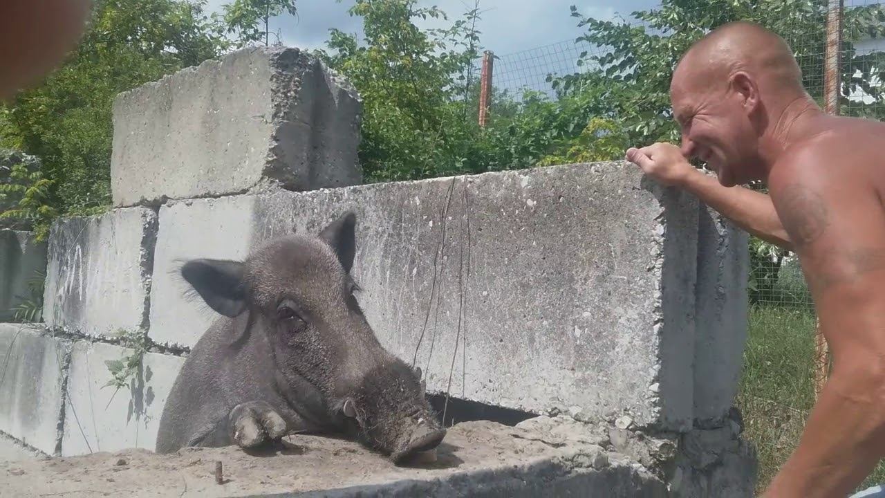Вепрь домашний смотреть онлайн