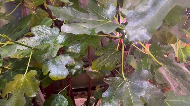 Домашний плодоносящий инжир