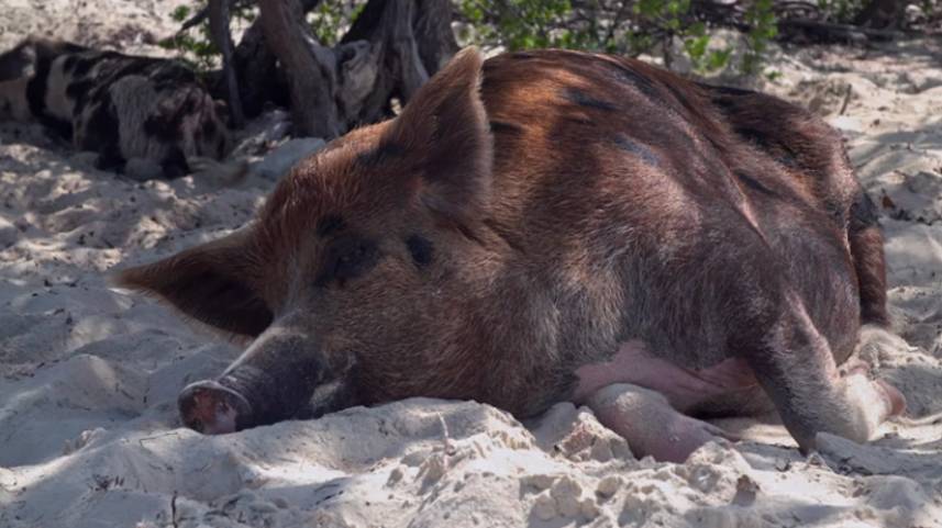 Остров свиней на Багамах. Плавающие свиньи.