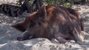Остров свиней на Багамах. Плавающие свиньи.