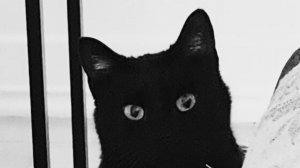 Душа кота вернется к хозяйке после смерти 🍒