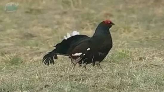 Птицы весной смотреть онлайн