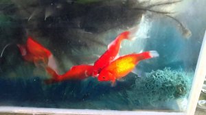 Комета нерест.