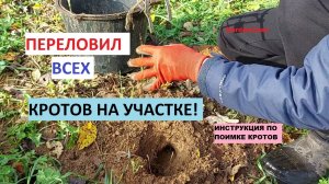 Как поймать крота. Переловил всех кротов на участке! Инструкция по установке ловушек.