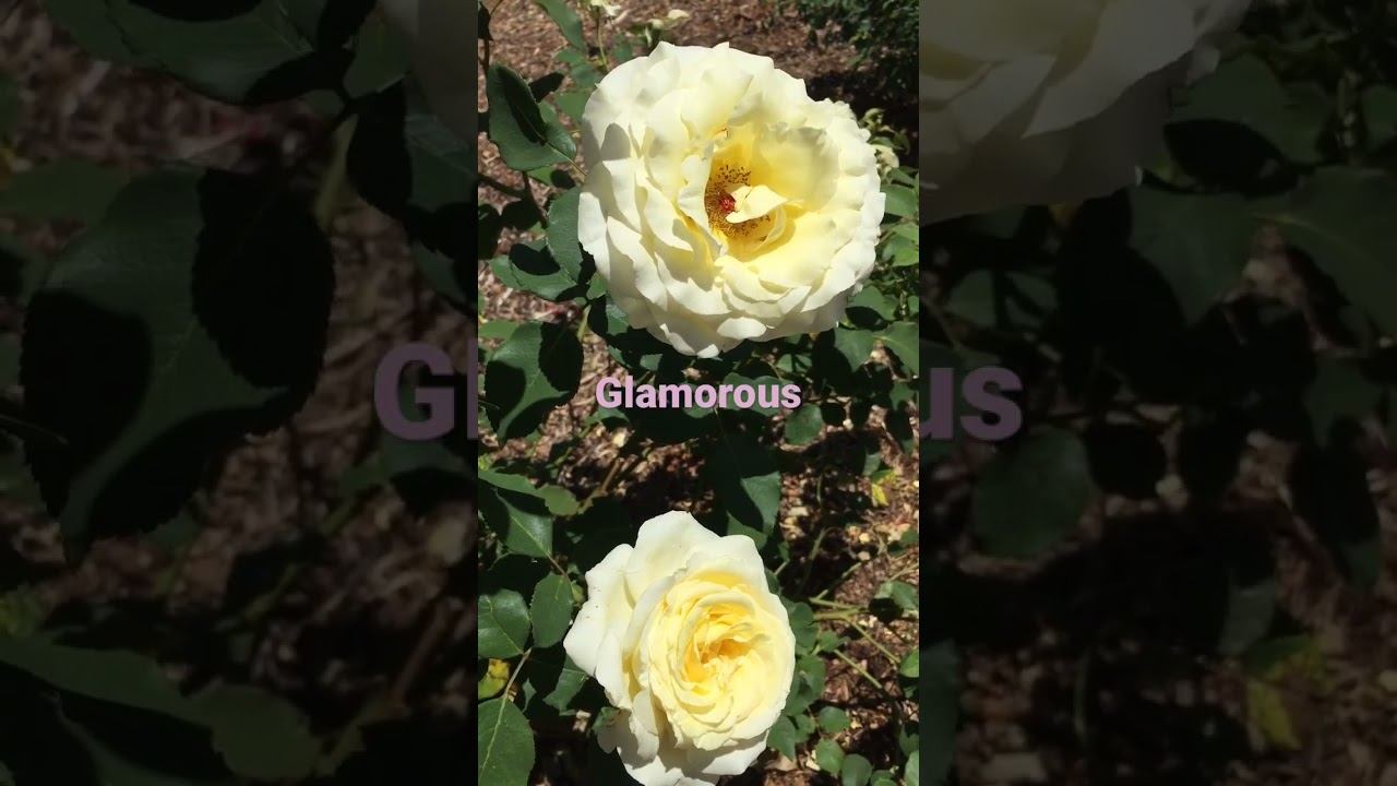 Glamorous #nature #travel #conservation #wildlife #garden #rose #flowers смотреть онлайн