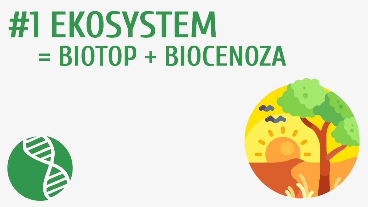 Ekosystem = biotop + biocenoza #1 [ Ekologia ] смотреть онлайн