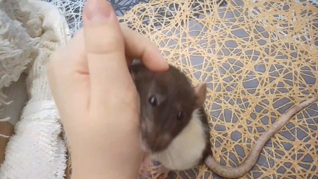 (The Rat's Umka) на русском 🇷🇺 фильмы 1 СЕЗОН 2 СЕРИЯ Утром для крысе новости 🐭🐭🐭