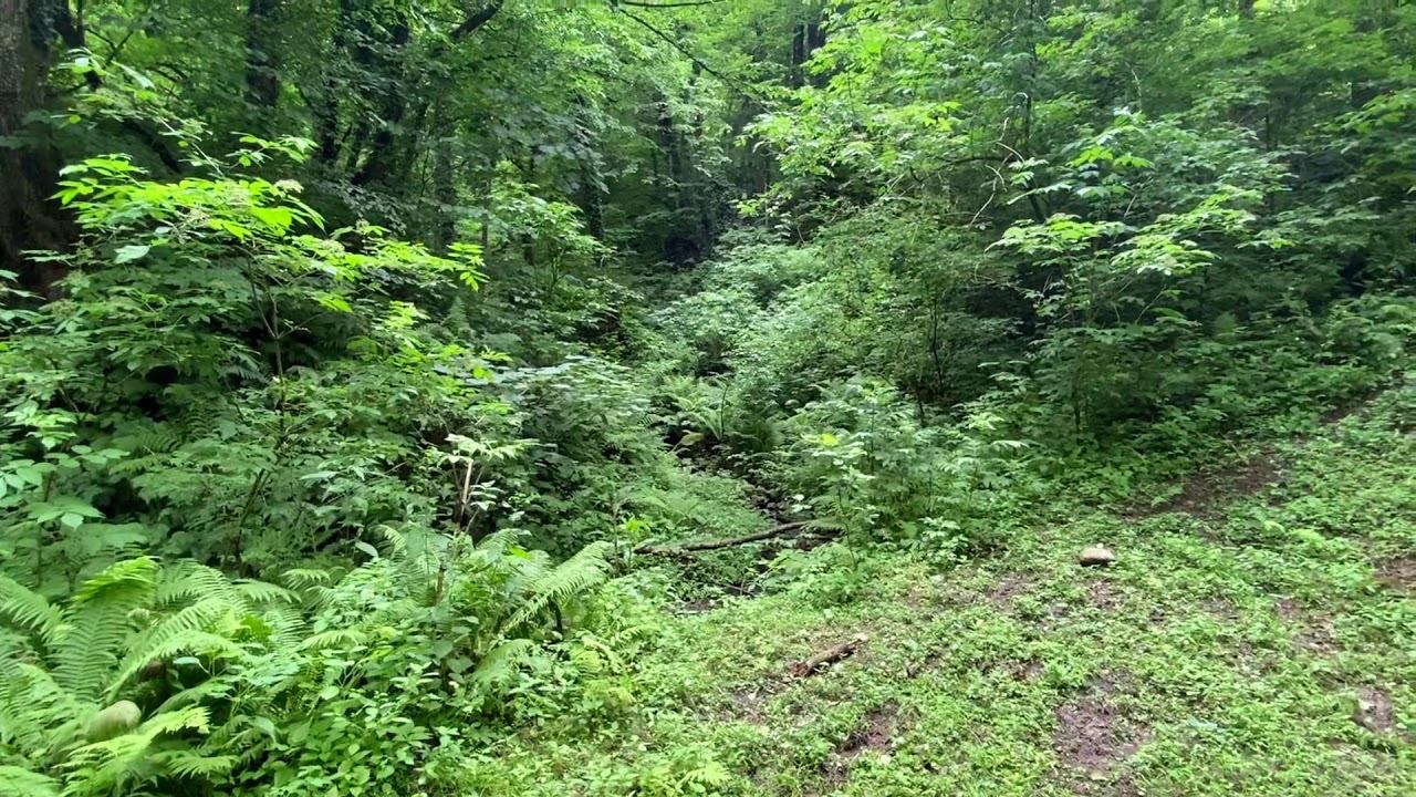 Продаю земельный участок в Сочи. Звоните, буду рада показать в самое ближайшее время. смотреть онлайн