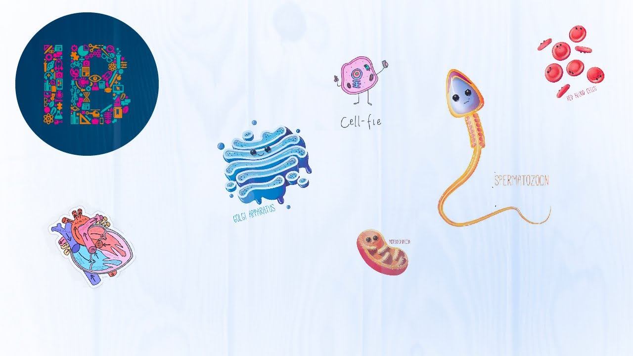 All IB Biology Drawings You Need (2021) смотреть онлайн