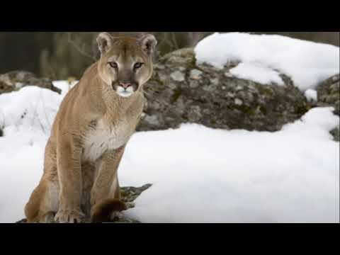 ОПАСНОСТИ Кастанедовских практик смотреть онлайн