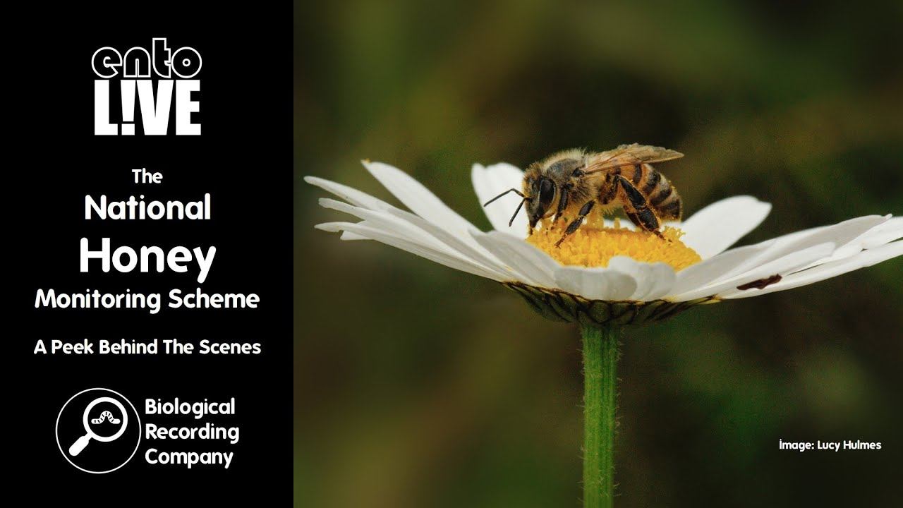 The National Honey Monitoring Scheme: A Peek Behind The Scenes смотреть онлайн