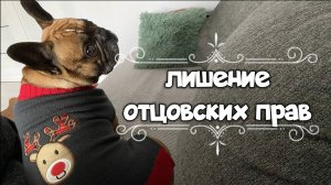 Кастрация французского бульдога. До и После