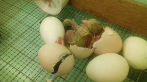 1 инкубация 20 день, вылупление из куриных яиц