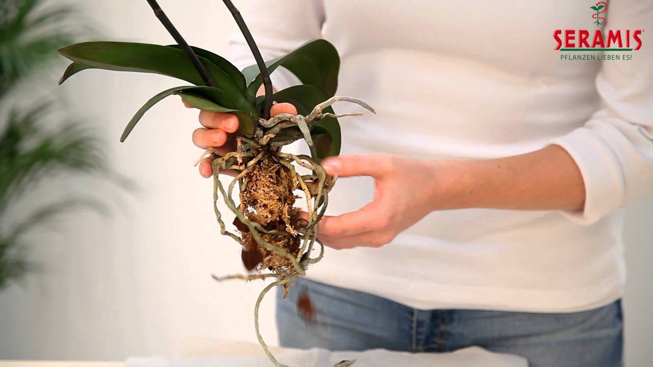 Umtopfanleitung für SERAMIS Spezial Substrat für Orchideen смотреть онлайн