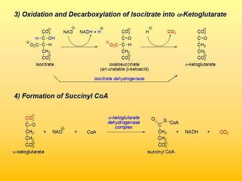 23 The Citric Acid Cycle смотреть онлайн