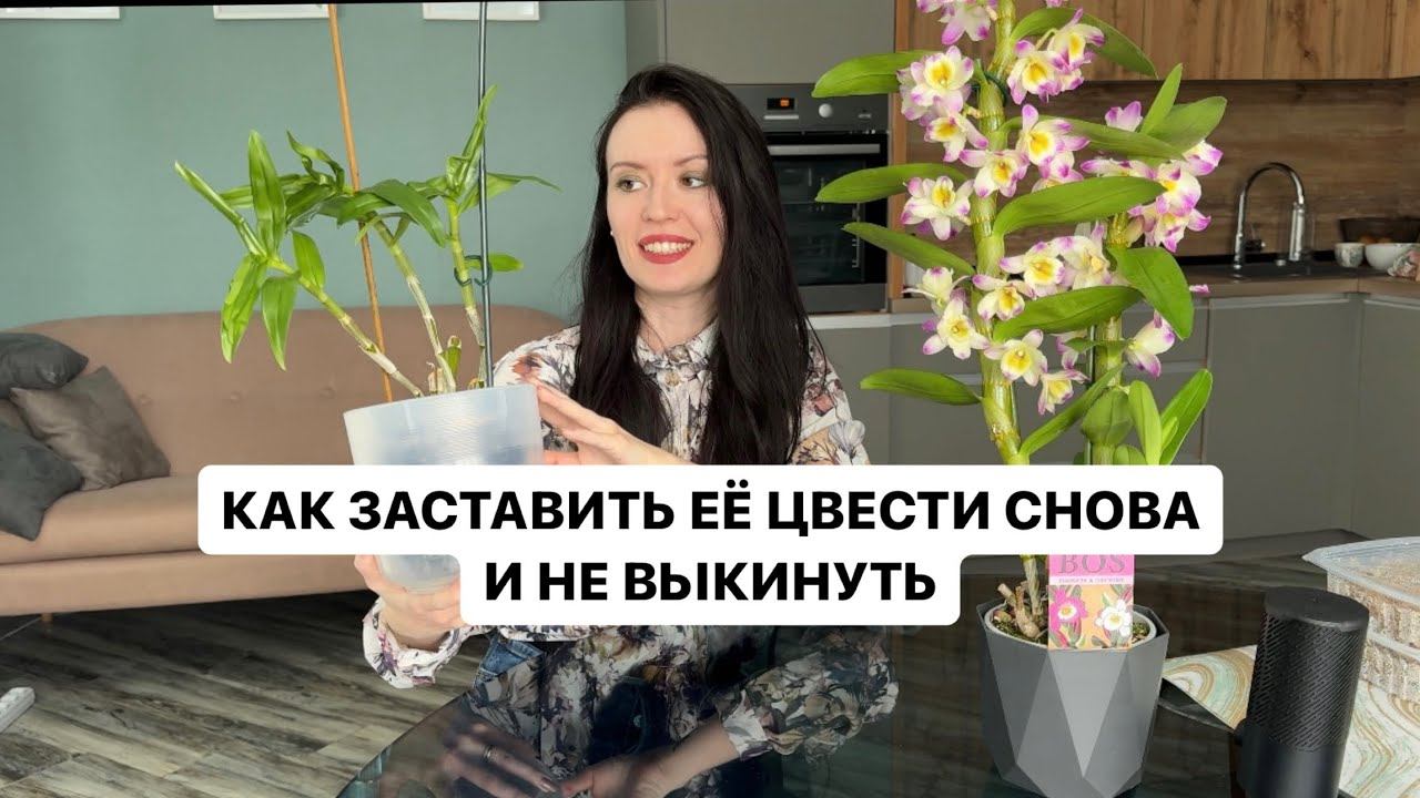 ОРХИДЕЯ ДЕНДРОБИУМ НОБИЛЕ- ГРУНТ, ПЕРЕСАДКА, УСЛОВИЯ СОДЕРЖАНИЯ смотреть онлайн
