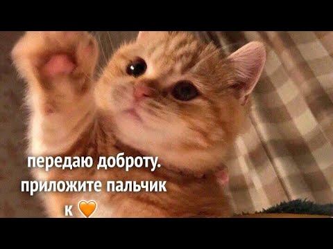 Патронаж адекватности и уважение к себе! смотреть онлайн