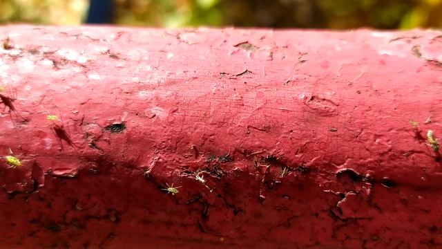 Осенняя миграция тли смотреть онлайн