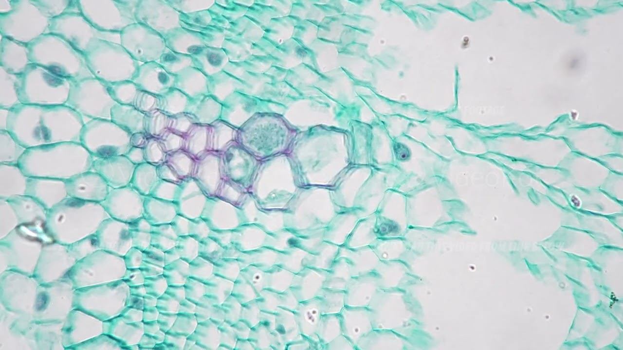 Young root of a plant in transversal section seen through microscope with 400 times magnification смотреть онлайн