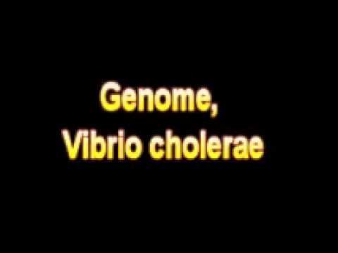 What Is The Definition Of Genome, Vibrio cholerae - Medical Dictionary Free Online Terms смотреть онлайн